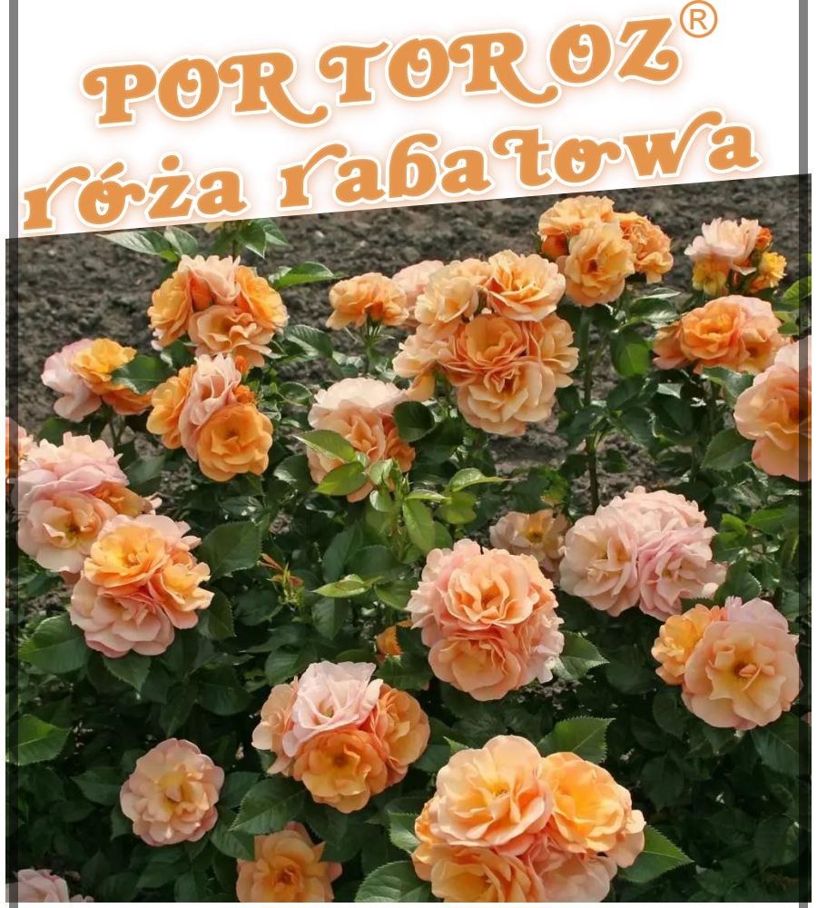 Portoroz róże rabatowe